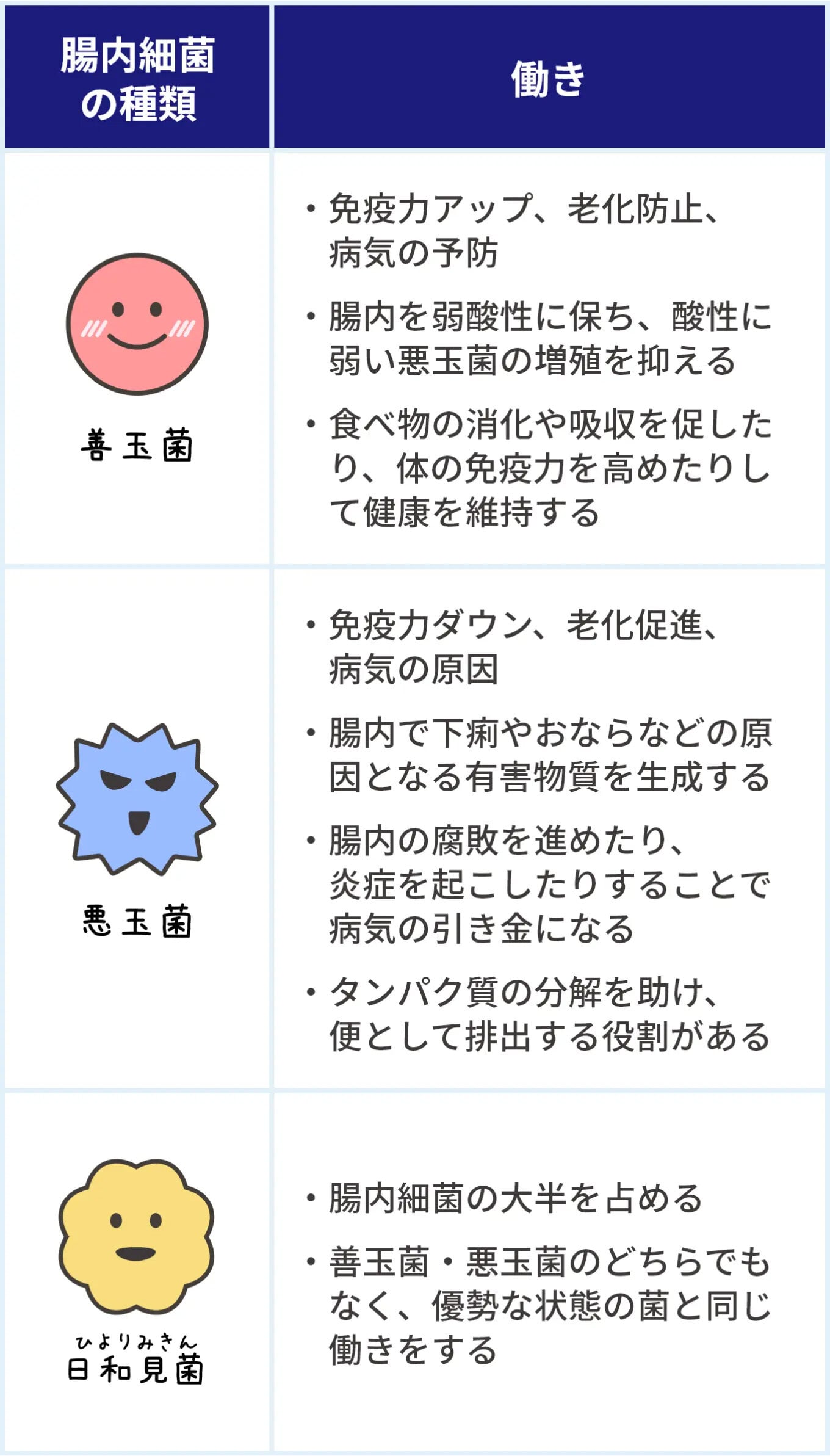 腸内細菌の種類の表。見出しは「腸内細菌の種類」と「働き」。最初の行は「善玉菌」。働きは次の3つ。免疫力アップ、老化防止、病気の予防。腸内を弱酸性に保ち、酸性に弱い悪玉菌の増殖を抑える。食べ物の消化や吸収を促したり、体の免疫力を高めたりして健康を維持する。次の行は「悪玉菌」。働きは次の4つ。免疫力ダウン、老化促進、病気の原因。腸内で下痢やおならなどの原因となる有害物質を生成する。腸内の腐敗を進めたり、炎症を起こしたりすることで病気の引き金になる。タンパク質の分解を助け、便として排出する役割がある。最後の行は「日和見菌」。働きは次の2つ。腸内細菌の大半を占める。善玉菌・悪玉菌のどちらでもなく、優勢な状態の菌と同じ働きをする。