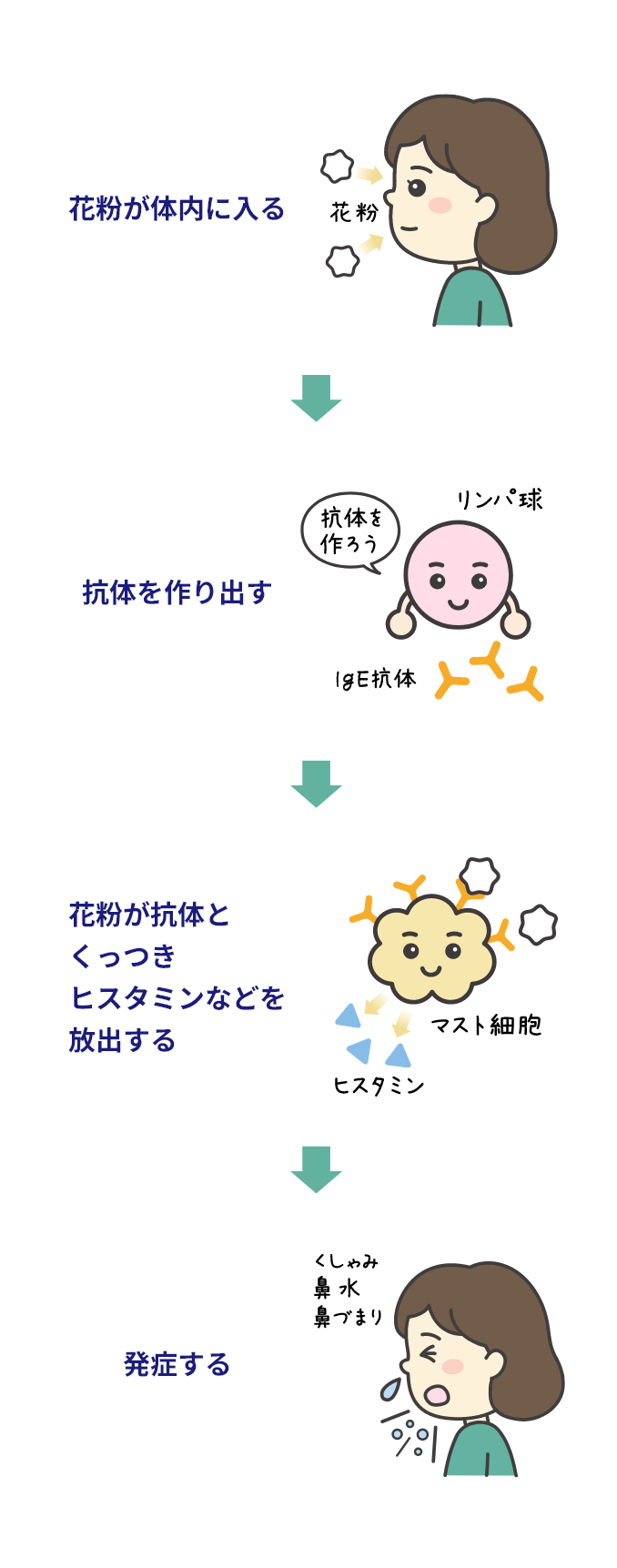 花粉症のメカニズム。花粉が体内に入る→リンパ球などが抗体を作り出す。リンパ球が「抗体を作ろう」とIgE抗体を作っている。→花粉が抗体とくっつきヒスタミンなどが放出される。花粉を抗体にくっつけたマスト細胞がヒスタミンを放出。→花粉症が発症する。くしゃみ、鼻水、鼻づまり。