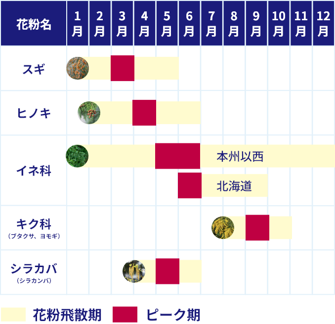 花粉症の原因となる花粉の飛散時期の表。表の見出しは「花粉名」と「1月」から「12月」までの各月。スギの飛散時期は1月から5月。ピークは3月頃。ヒノキは2月から6月頃。ピークは4月頃。イネ科の飛散時期は本州以西では通年、北海道では6月から9月頃。ピークは本州以西では5月から6月頃、北海道では6月頃。キク科(ブタクサ、ヨモギ)の飛散時期は8月から10月頃。ピークは9月頃。シラカバ(シラカンバ)の飛散時期は4月から6月頃。ピークは5月頃。