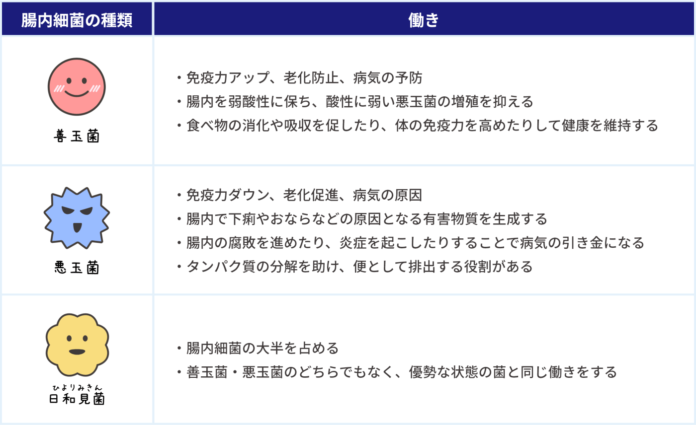 腸内細菌の種類の表。見出しは「腸内細菌の種類」と「働き」。最初の行は「善玉菌」。働きは次の3つ。免疫力アップ、老化防止、病気の予防。腸内を弱酸性に保ち、酸性に弱い悪玉菌の増殖を抑える。食べ物の消化や吸収を促したり、体の免疫力を高めたりして健康を維持する。次の行は「悪玉菌」。働きは次の4つ。免疫力ダウン、老化促進、病気の原因。腸内で下痢やおならなどの原因となる有害物質を生成する。腸内の腐敗を進めたり、炎症を起こしたりすることで病気の引き金になる。タンパク質の分解を助け、便として排出する役割がある。最後の行は「日和見菌」。働きは次の2つ。腸内細菌の大半を占める。善玉菌・悪玉菌のどちらでもなく、優勢な状態の菌と同じ働きをする。